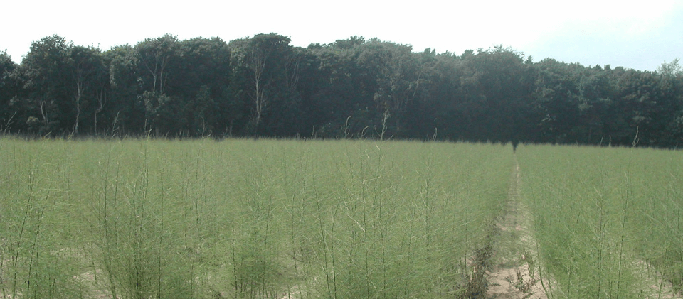 Fields of Asparagus